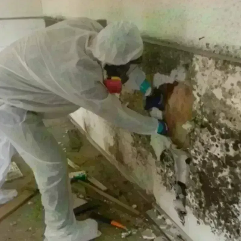 Mold Remediation and Removal in Whiteville, NC